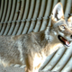 Illustration for article titled How To Keep Your Pets Safe From Coyotes